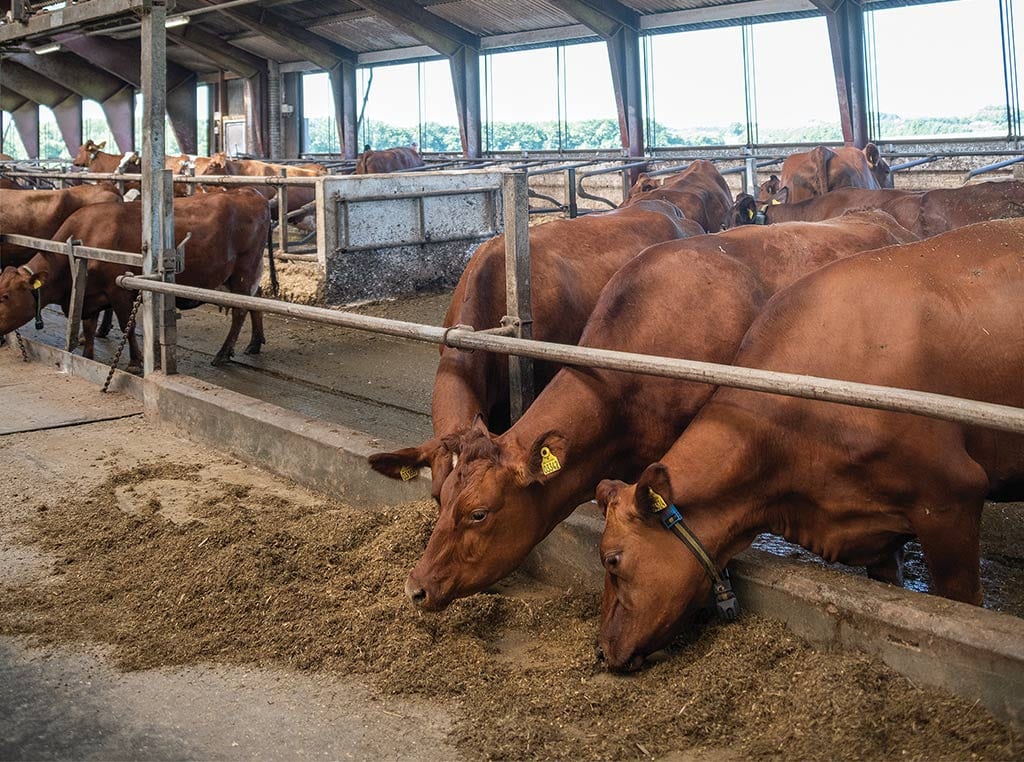 Vaches rousses en train de manger dans un enclos