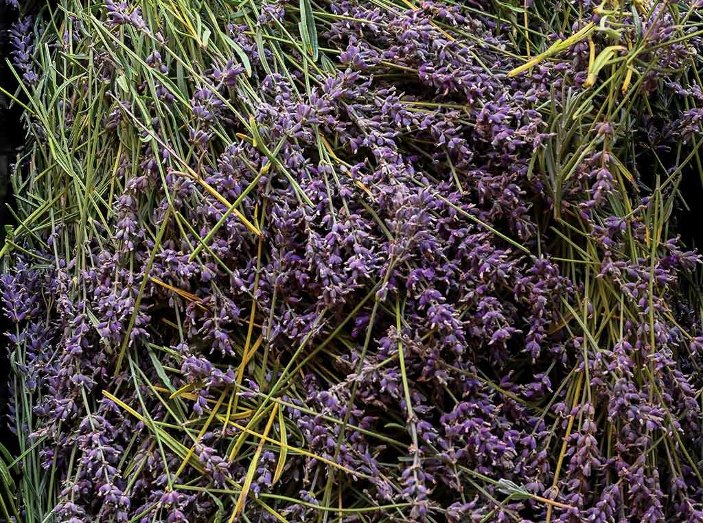lavender plant full of purple flowers