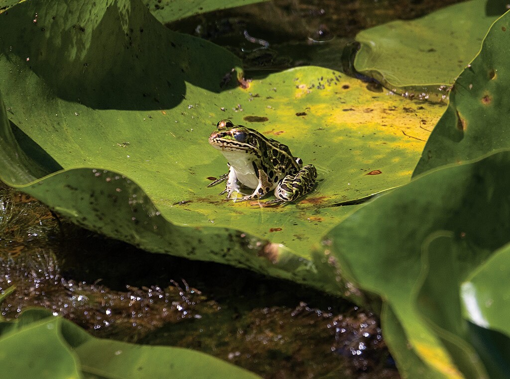 striped and speckled frog sitting on a lilypad