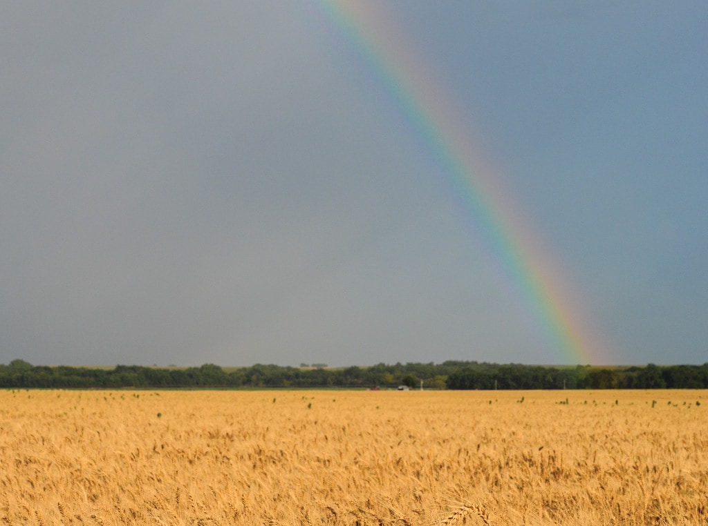 Arc-en-ciel dans un champ de blé doré, bordé d’arbres au loin