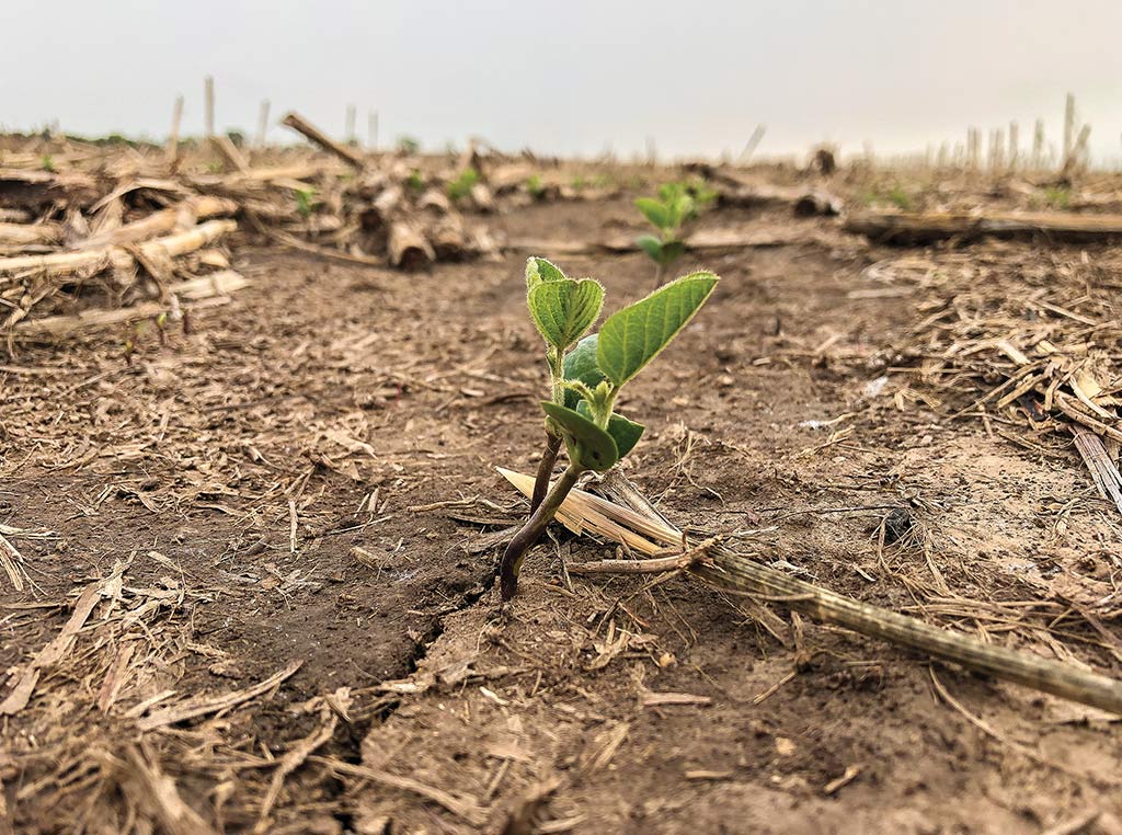 closeup of sprout growing out of the ground