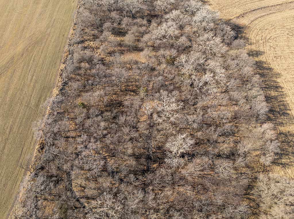 aerial photo of bare trees surrounded by yellow prairie grassland