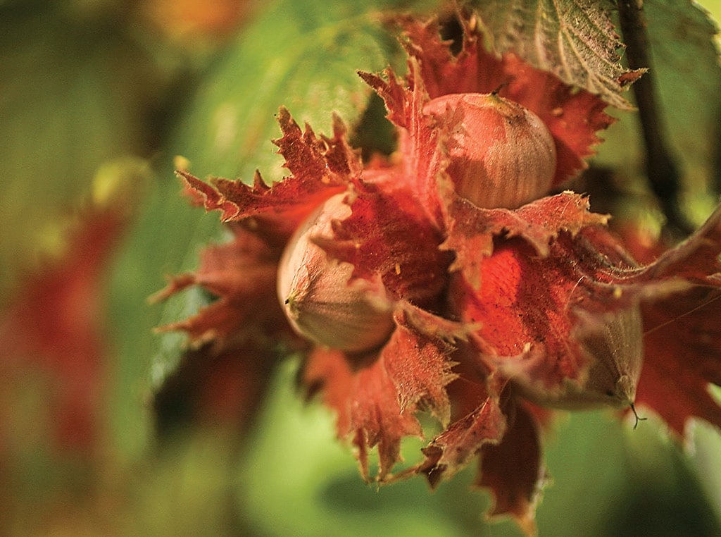 closeup of flower buds