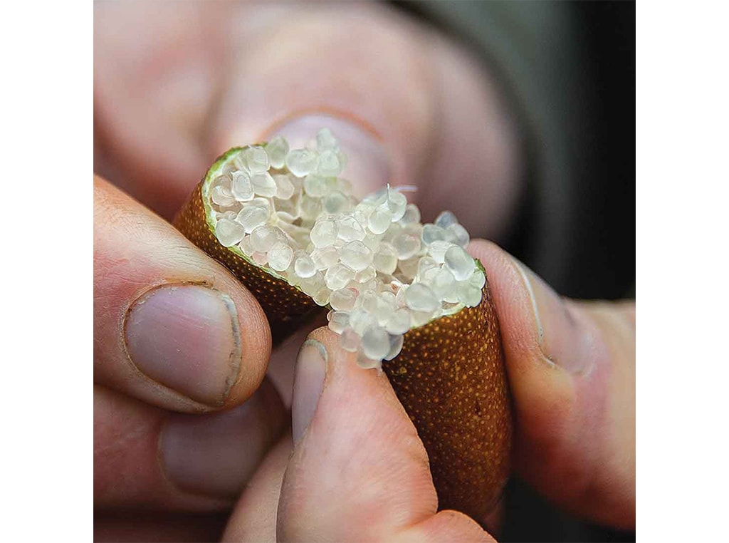 closeup of finger lime fruit