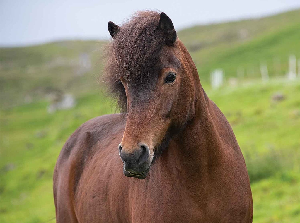 brown horse with hillside in the background