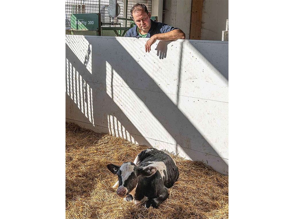 man standing looking over white wall at a calf