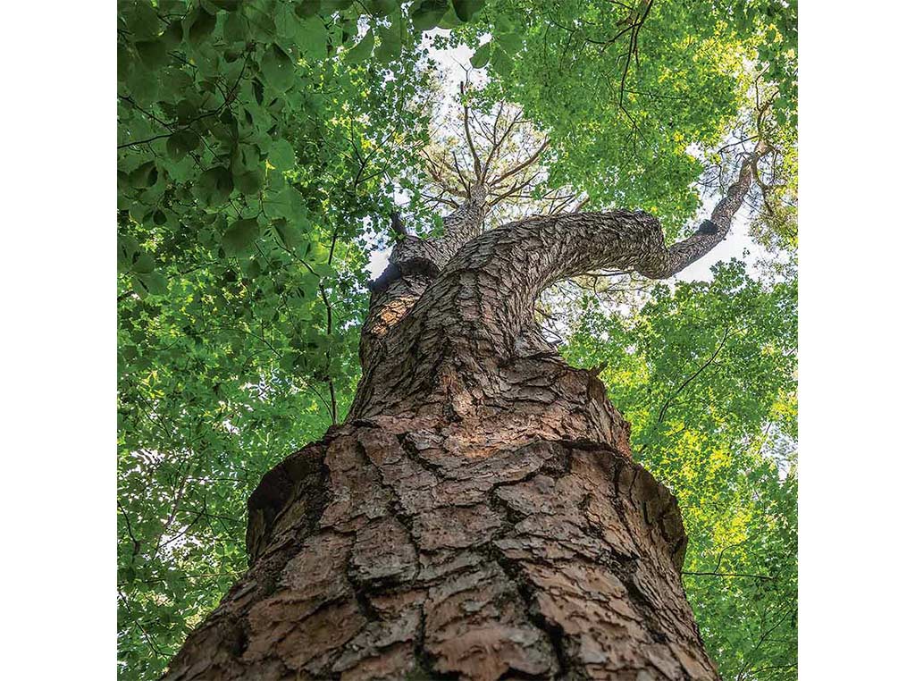 a large 135 ft tree looking upward from base to top