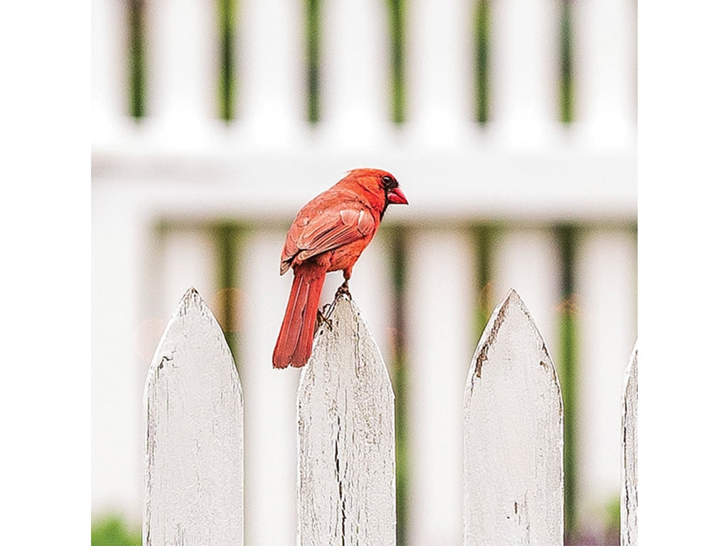 Gros plan d’un cardinal rouge perché sur une clôture blanche