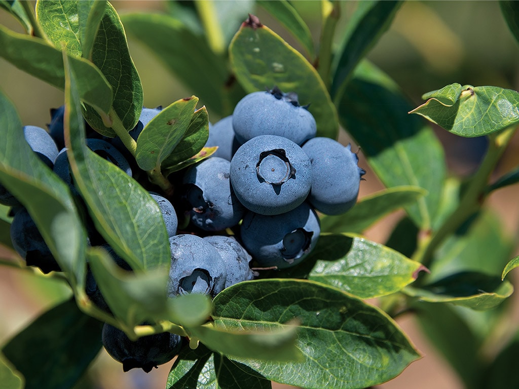 Gros plan sur des bleuets dans un arbuste