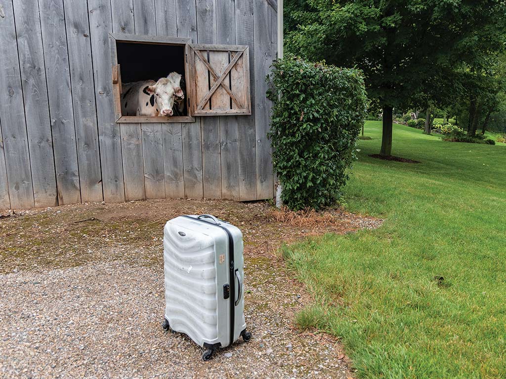 Spotted cows looking out through barn window at suitcase standing on mulch