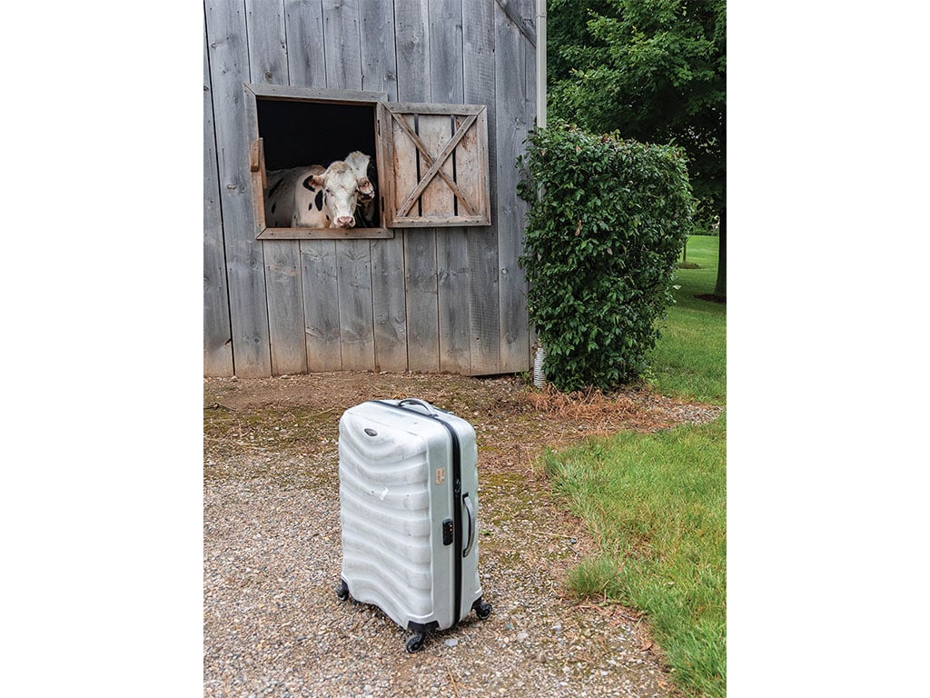 Vaches à robe tachetée regardant par la fenêtre de l’étable une valise posée sur le paillis