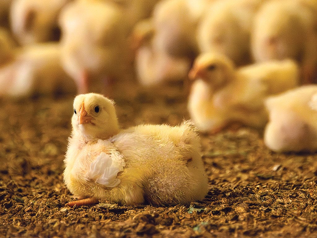 Groupe de poussins sur la terre