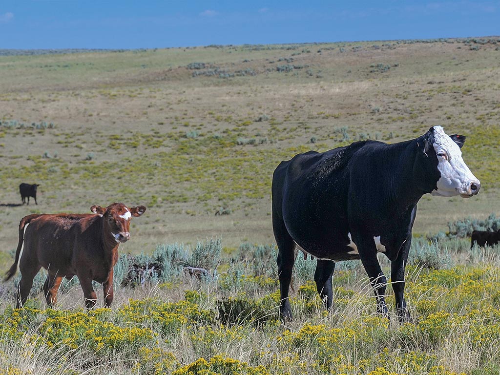 Deux vaches marchant dans un champ 