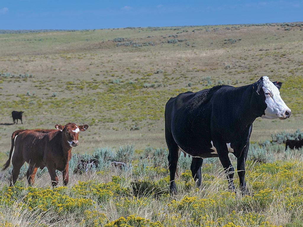 Two cows walking through a field