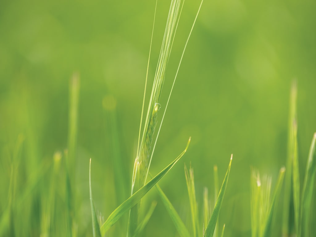 Closeup of green grass