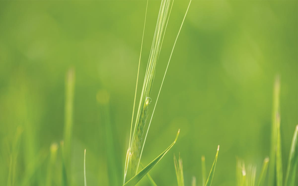 Gros plan sur l’herbe verte
