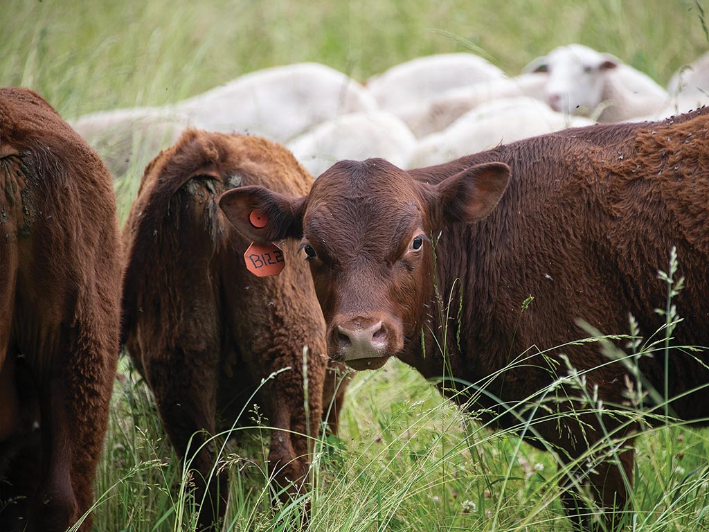 Group of cattle and sheep in a field