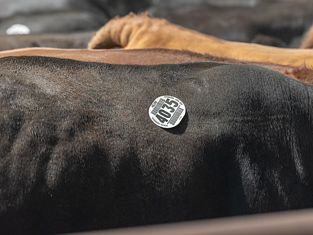 Close up of a barcode placed on the back of a cow