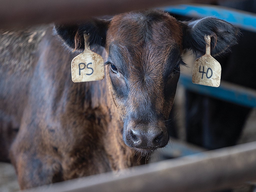 A calf standing in a fenced pen