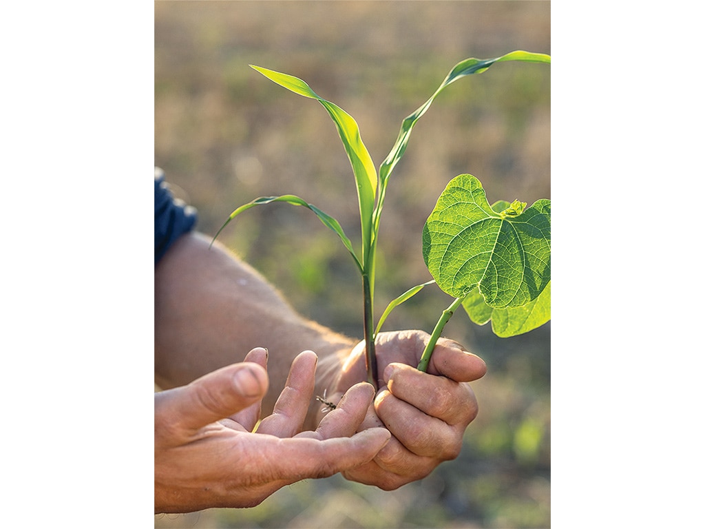 closeup of green leaved plant in the palm of someone's hand