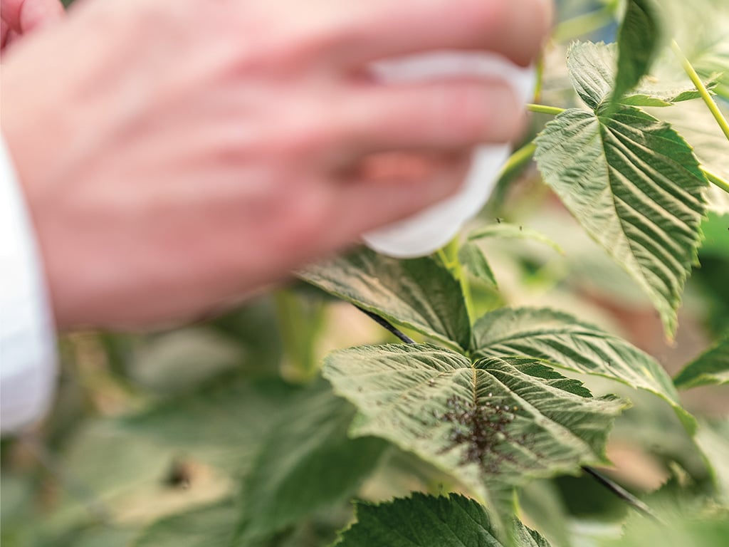 gros plan de feuilles avec une main floue