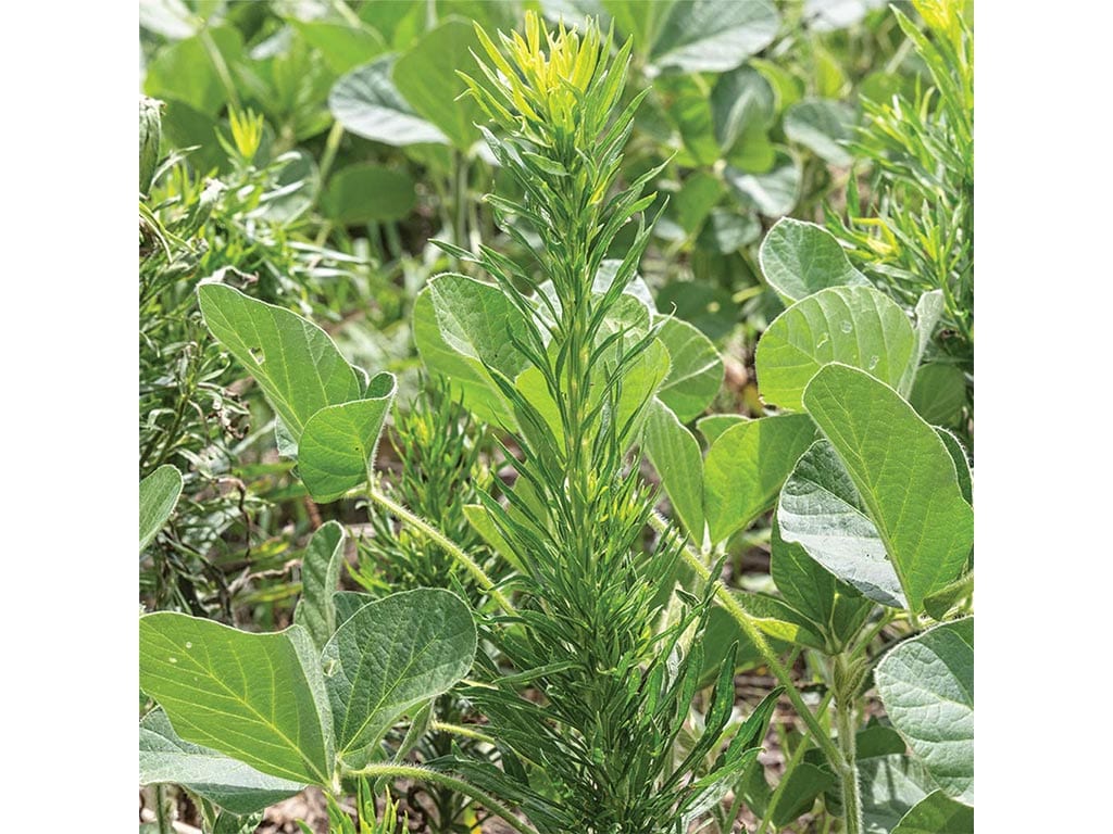 closeup of weed plant in between the soybean plots