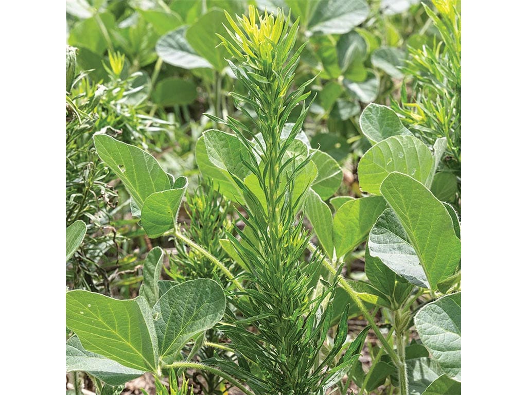 gros plan d’une mauvaise herbe entre les parcelles de soja