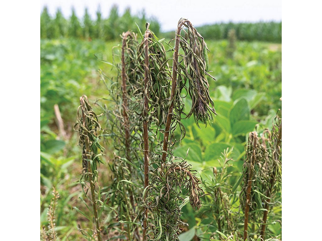 closeup of dead weed plant after weed zapper annihilator passed