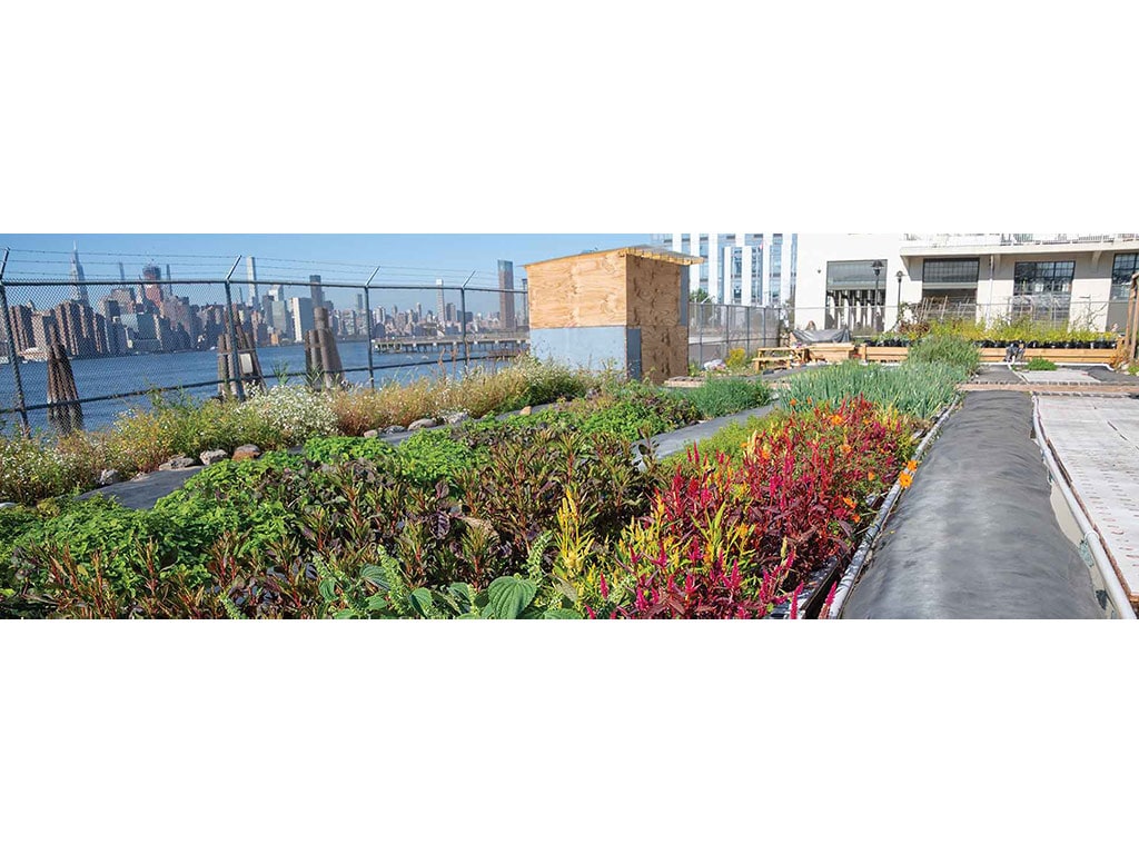 panorama of rooftop garden with the New York City skyline in the distance across a body of water