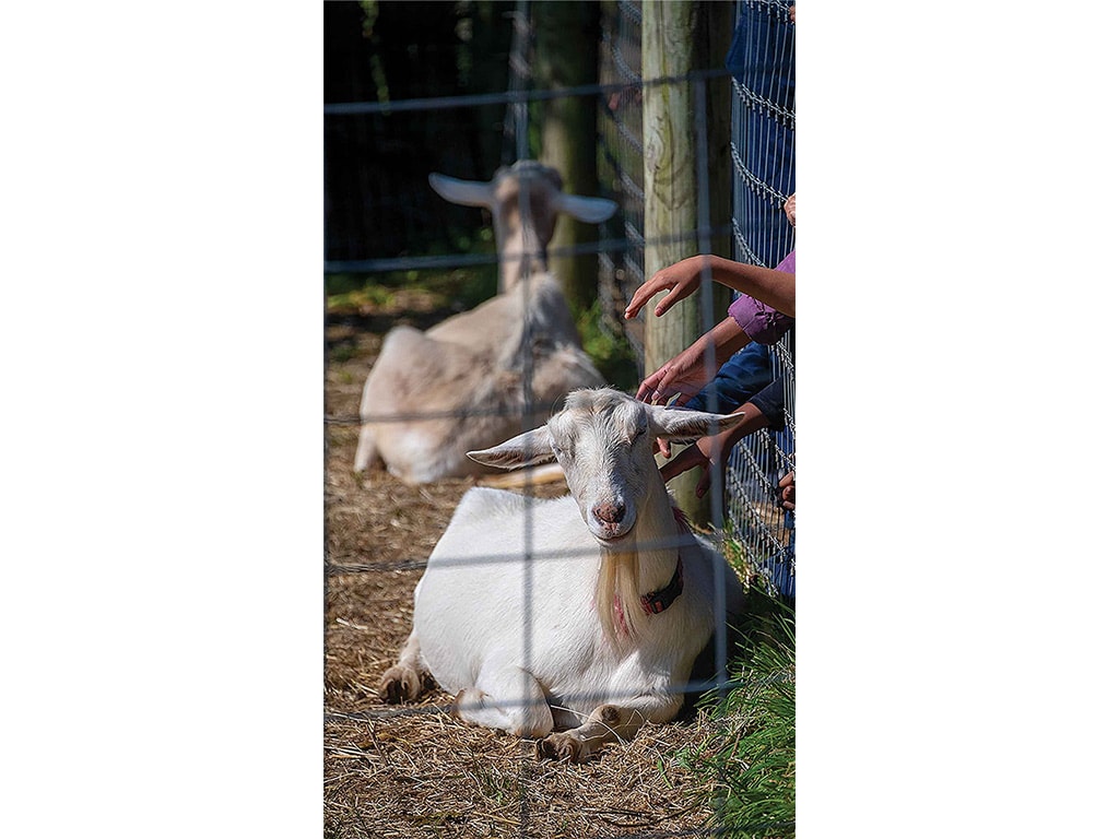 children petting a goat's head in a barn