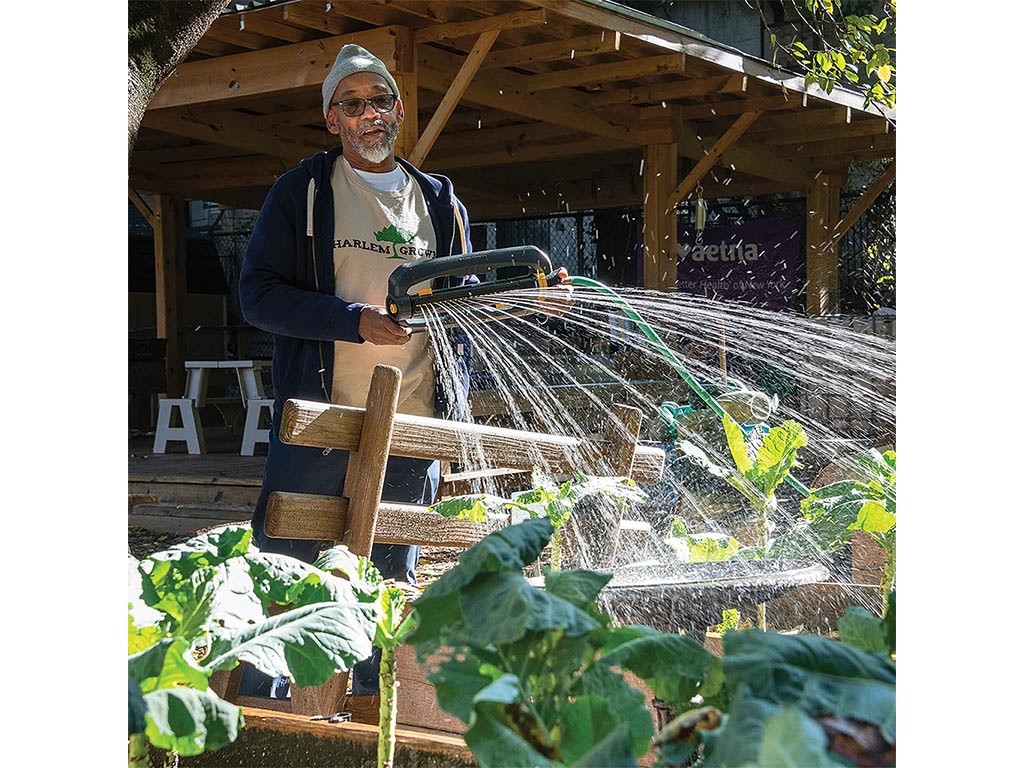 a person watering plants in the sunshine