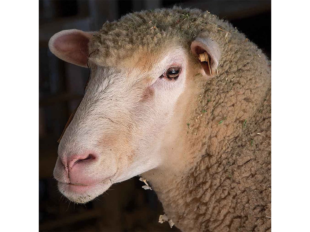 closeup of a tan sheep's head