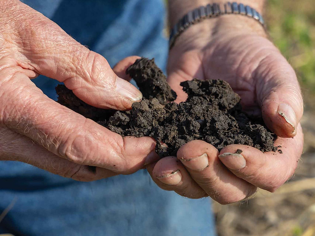 closeup of hands holding dirt