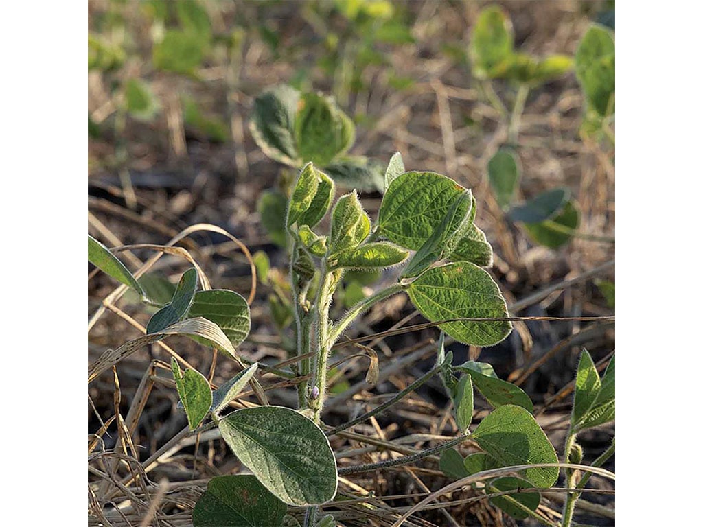 closeup of small cover crop sprouts