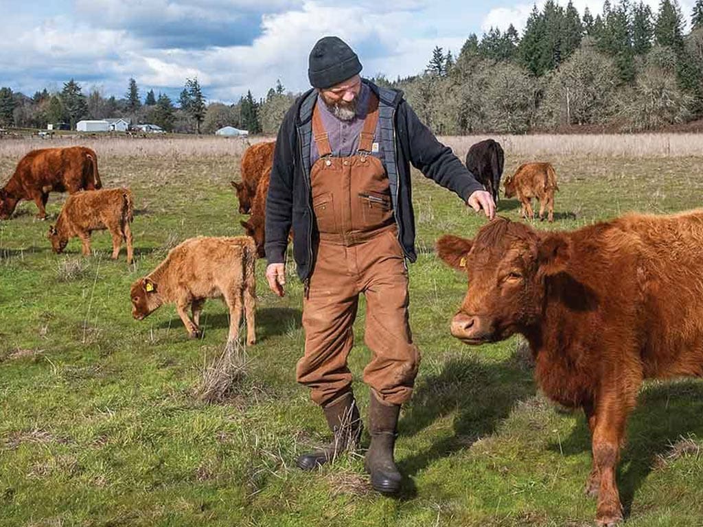 Farmer in tan overalls standing among Irish cattle and calves