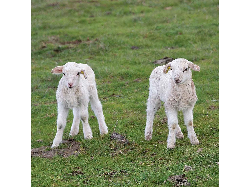 two small white lambs on a grass field