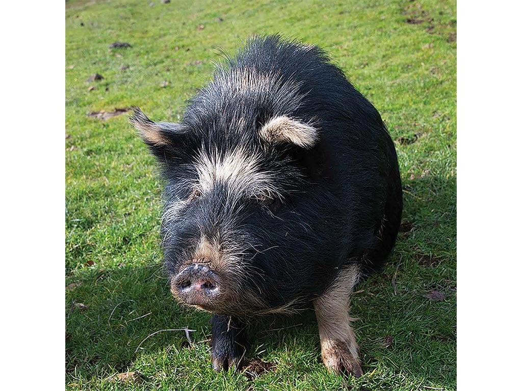 a portly black hog with a white spot on its head