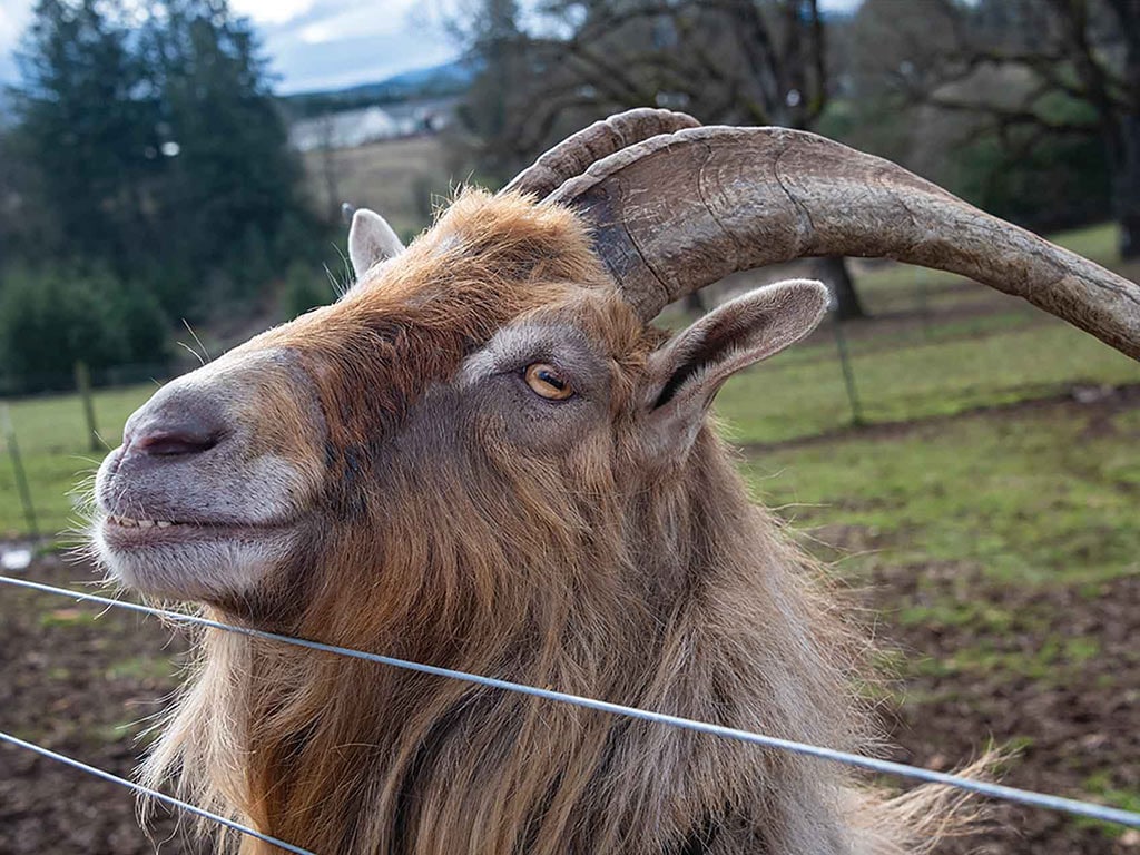 closeup of a goat's head with long flat horns behind fence wire