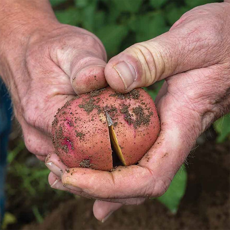 closeup of hands cutting a potato in half