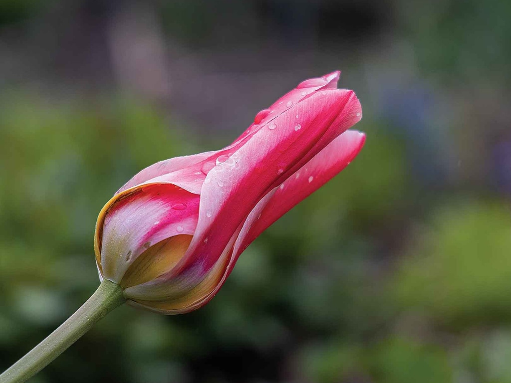 Closeup of bright pink flower bud