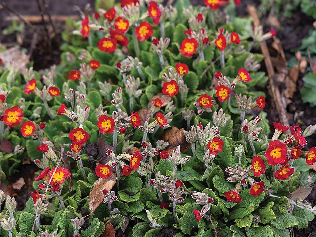 closeup of tiny red flowers with yellow centers