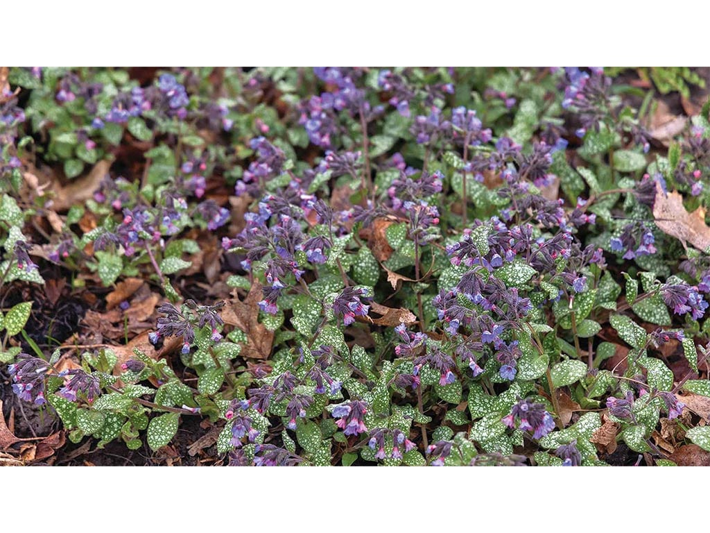 closeup of tiny purple flowers with green leaves