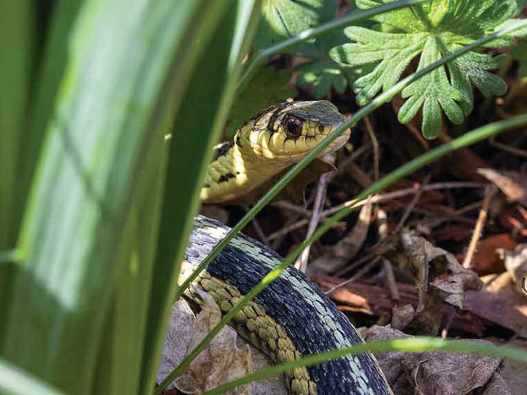 closeup of a garter snake under the shade of flower plants