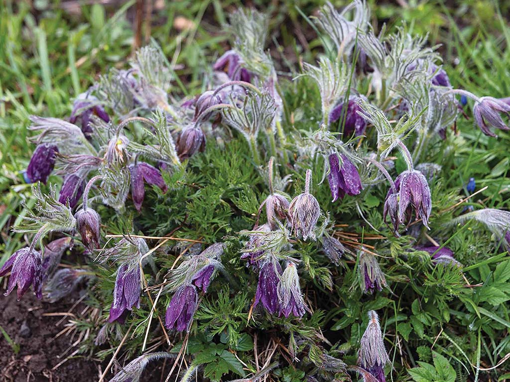 a group of drooping purple flowers with gray tendril-like leaves