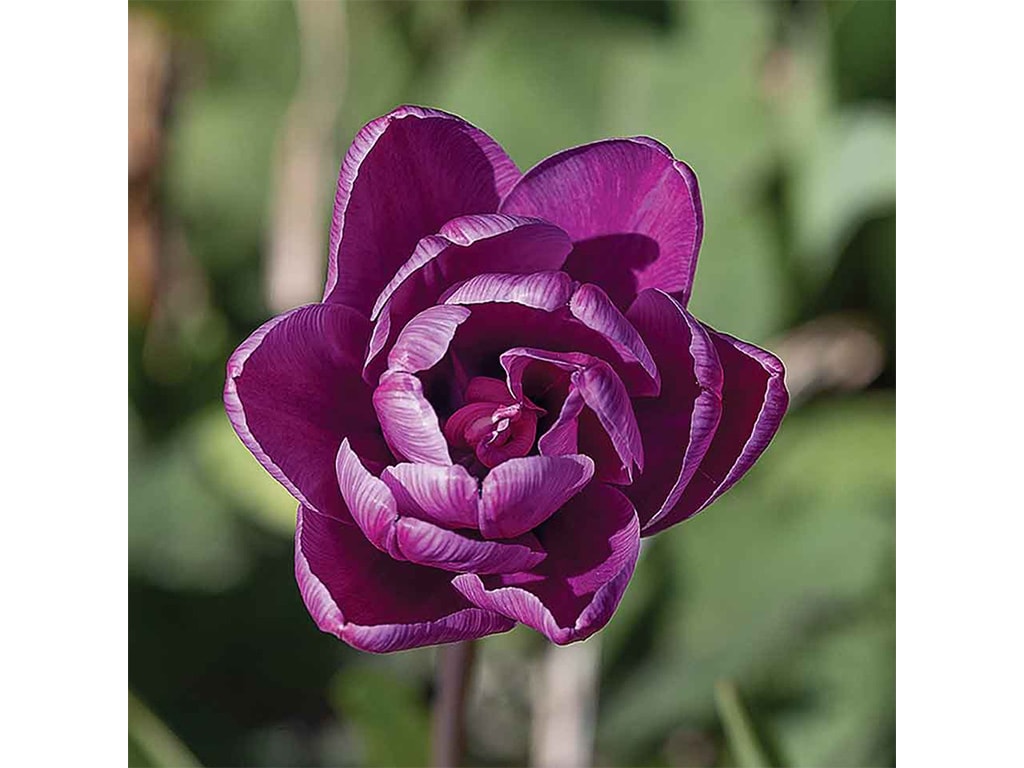 closeup of a fully bloomed purple tulip