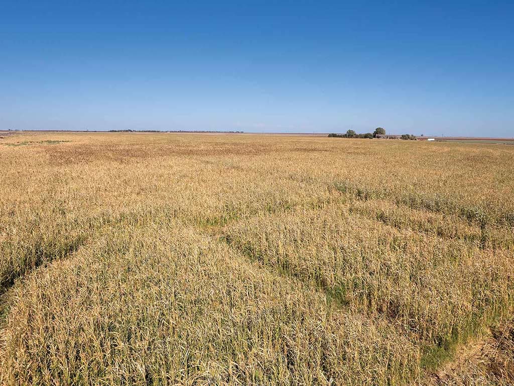 Sprawling field of golden cover crops