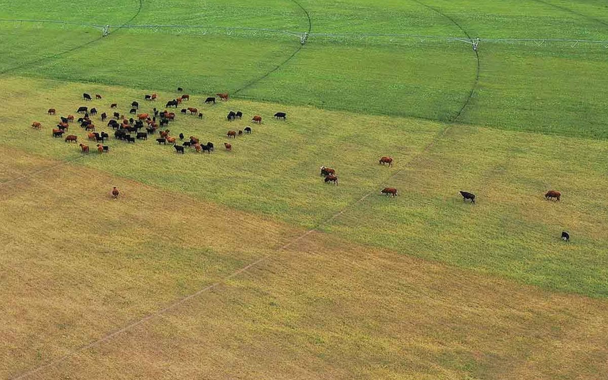 aerial photo of cattle grazing in a half green half golden circular field of grass