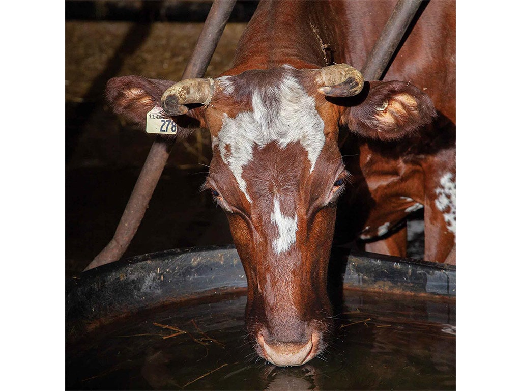 Closeup of a brown and white cow's head drinking water out of a trough