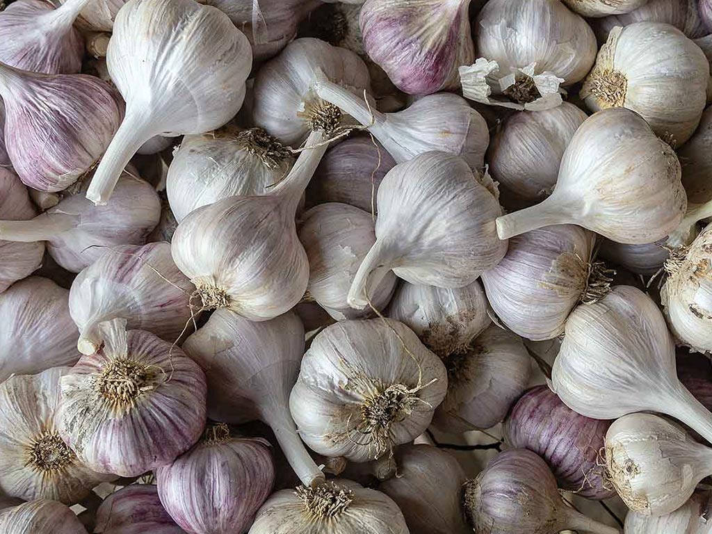 Closeup of garlic heads