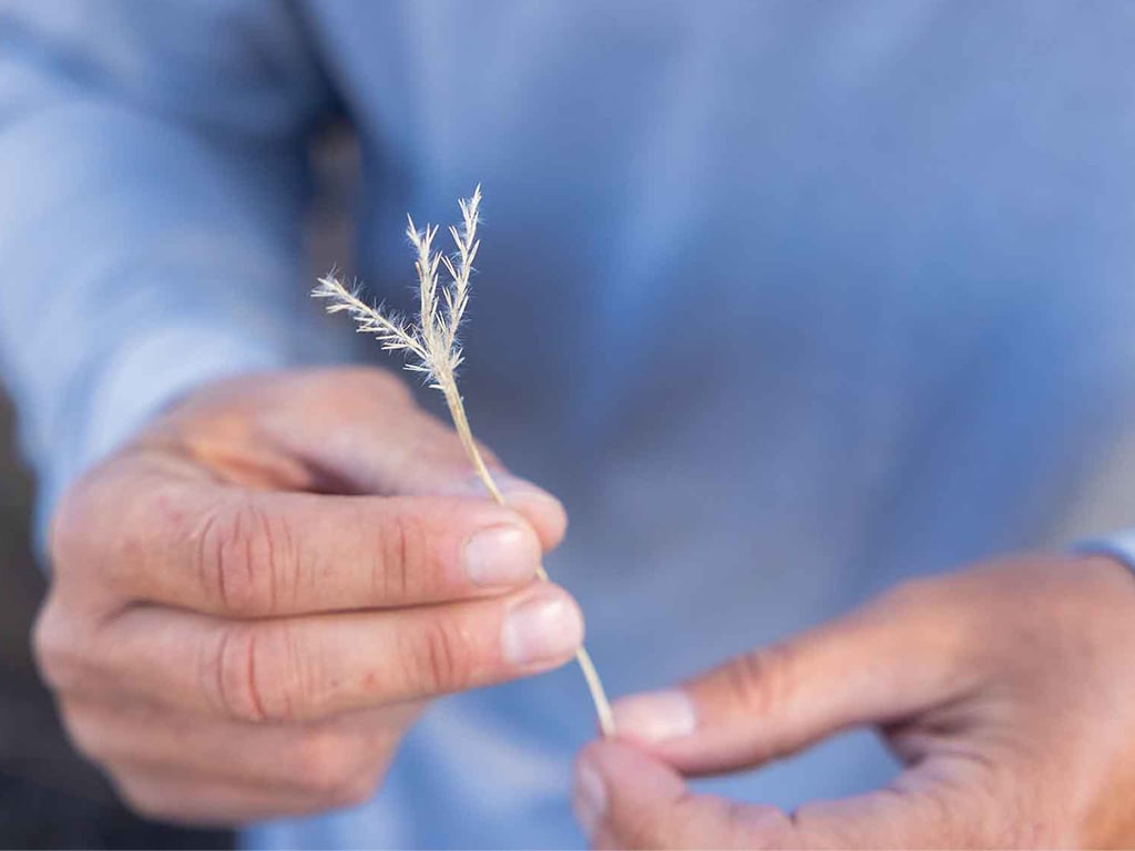 Closeup of hands holding blue stem grass reed